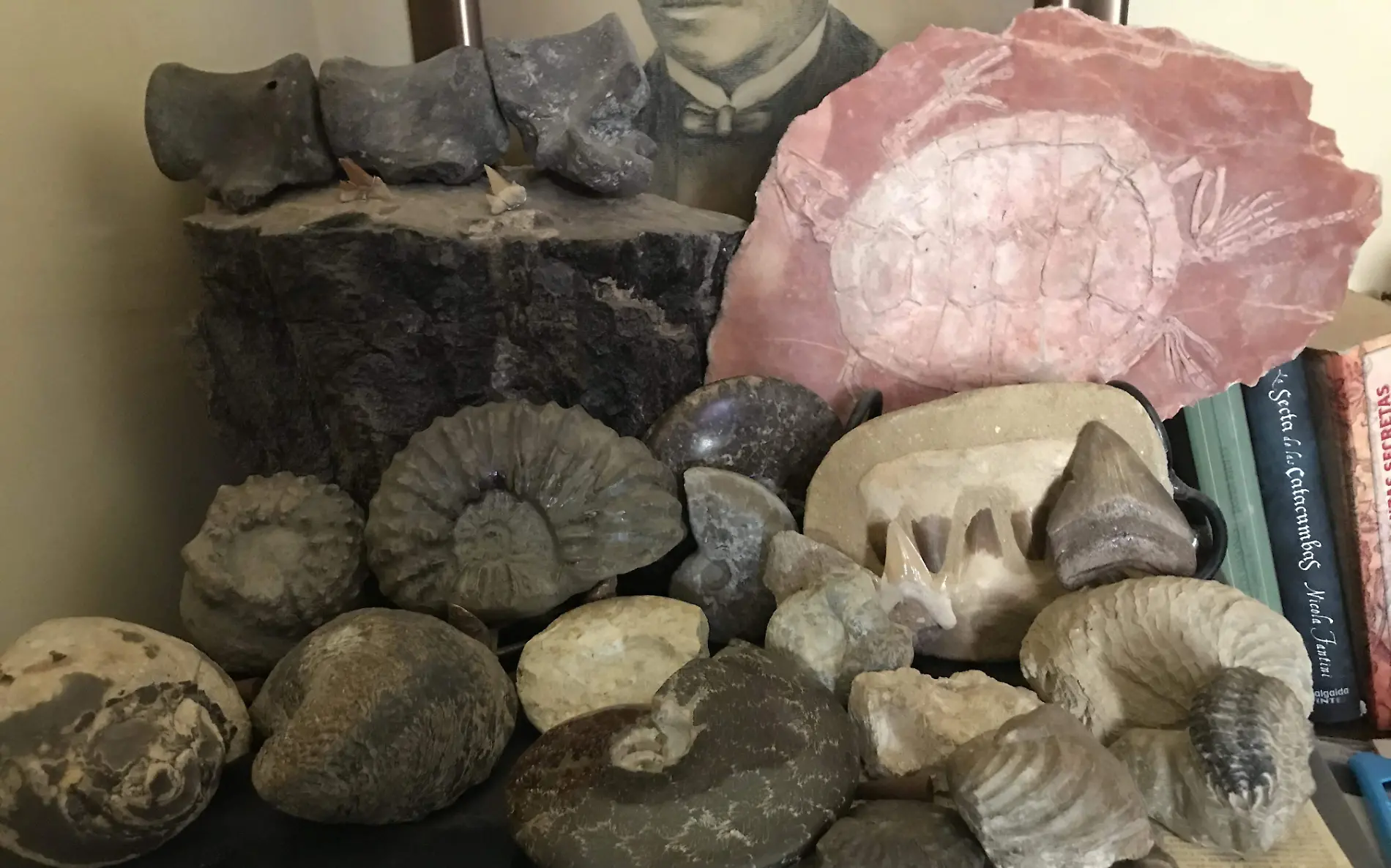 PALEONTOLOGIA 1